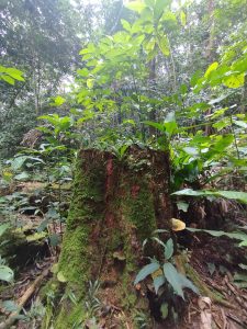 An old moss-covered tree stump stands among dense tropical plants, with small plants growing from it in the humid forest.