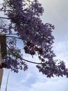 A tree with purple flowers blooming on its branches.