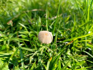 Tiny solitary mushroom with a ribbed pale cap pushing up through thick green grass in soft sunlight. 
