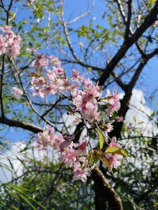 Close-up of cherry blossoms with pink petals on a branch, set against a clear blue sky. Leaves and branches provide a vibrant, fresh backdrop.