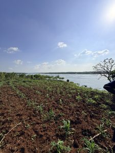 Young crops growing in fertile soil beside a calm lake under a bright blue sky with scattered clouds.