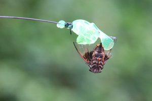 A close-up photograph a Cicada upside down sticked to a sticky bubble made by human to capture this beautiful insect. 
