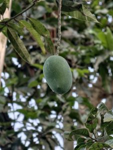 A single green mango hanging from a tree branch, surrounded by green leaves.