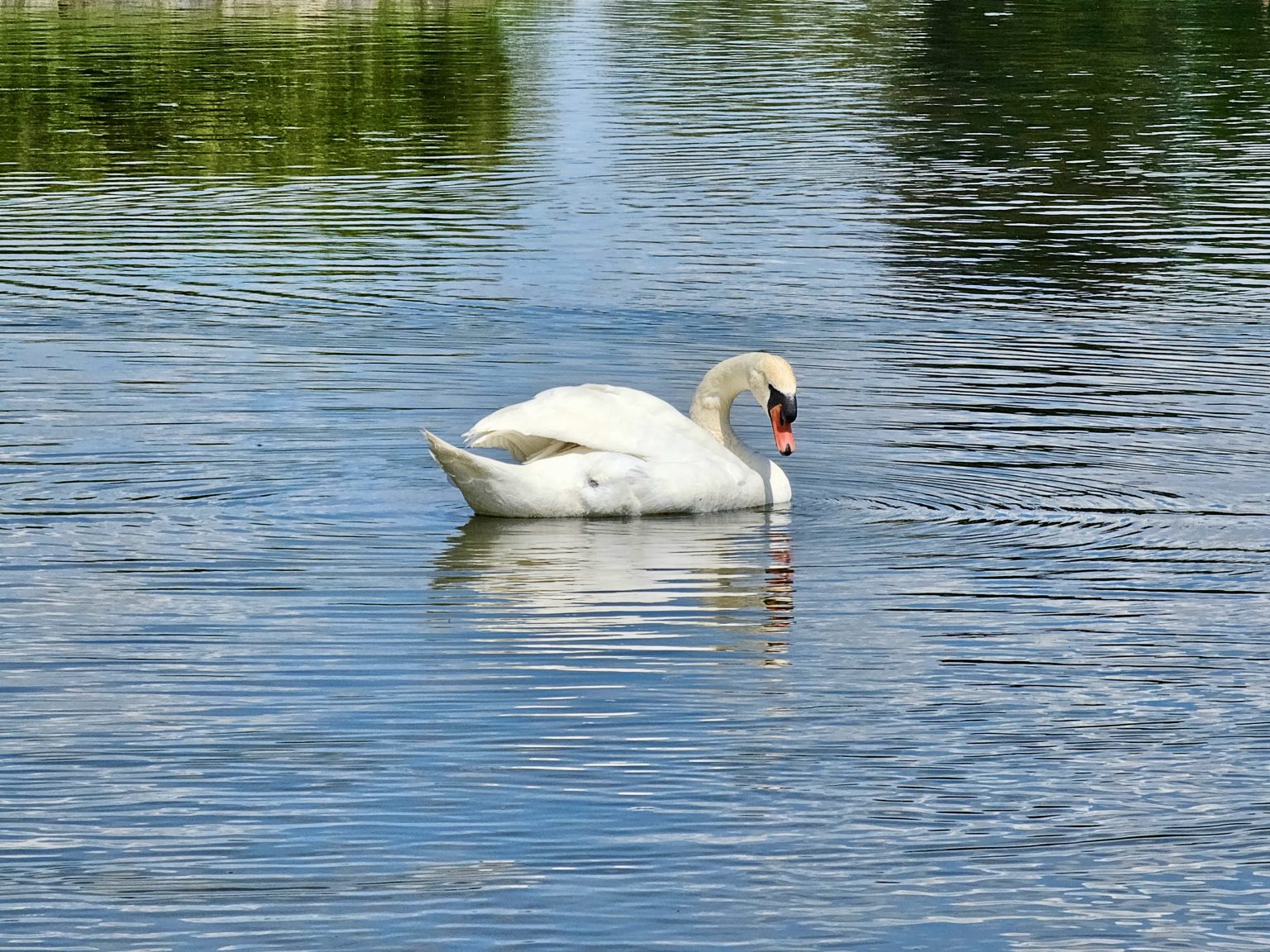 A graceful white swan glides across the calm waters of the palace canal, creating gentle ripples around it. The reflections and soft blue tones add elegance and tranquility to the scene. Captured at Nymphenburg Palace (Schloss Nymphenburg), Munich, Germany.