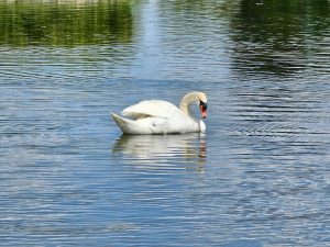 A graceful white swan glides across the calm waters of the palace canal, creating gentle ripples around it. The reflections and soft blue tones add elegance and tranquility to the scene. Captured at Nymphenburg Palace (Schloss Nymphenburg), Munich, Germany. 