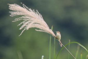 A serene photograph captures a small brown bird perched delicately on a tall stalk of flowering grass. The bird, positioned slightly off-center, appears alert and focused.