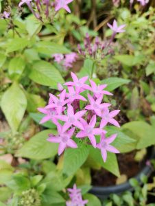 Light purple pentas flowers blooming outdoors.
