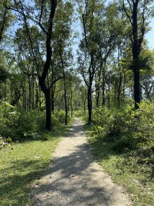 A narrow dirt trail winding through a sunlit forest of tall trees and lush green undergrowth under a clear blue sky. 
