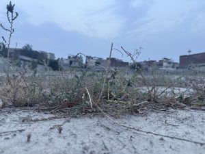 Low-angle view of dry, sparse plants on barren ground under a cloudy sky. 