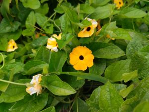 Orange and yellow black-eyed Susan vine (Thunbergia alata) flowers blooming among dense green leaves.
