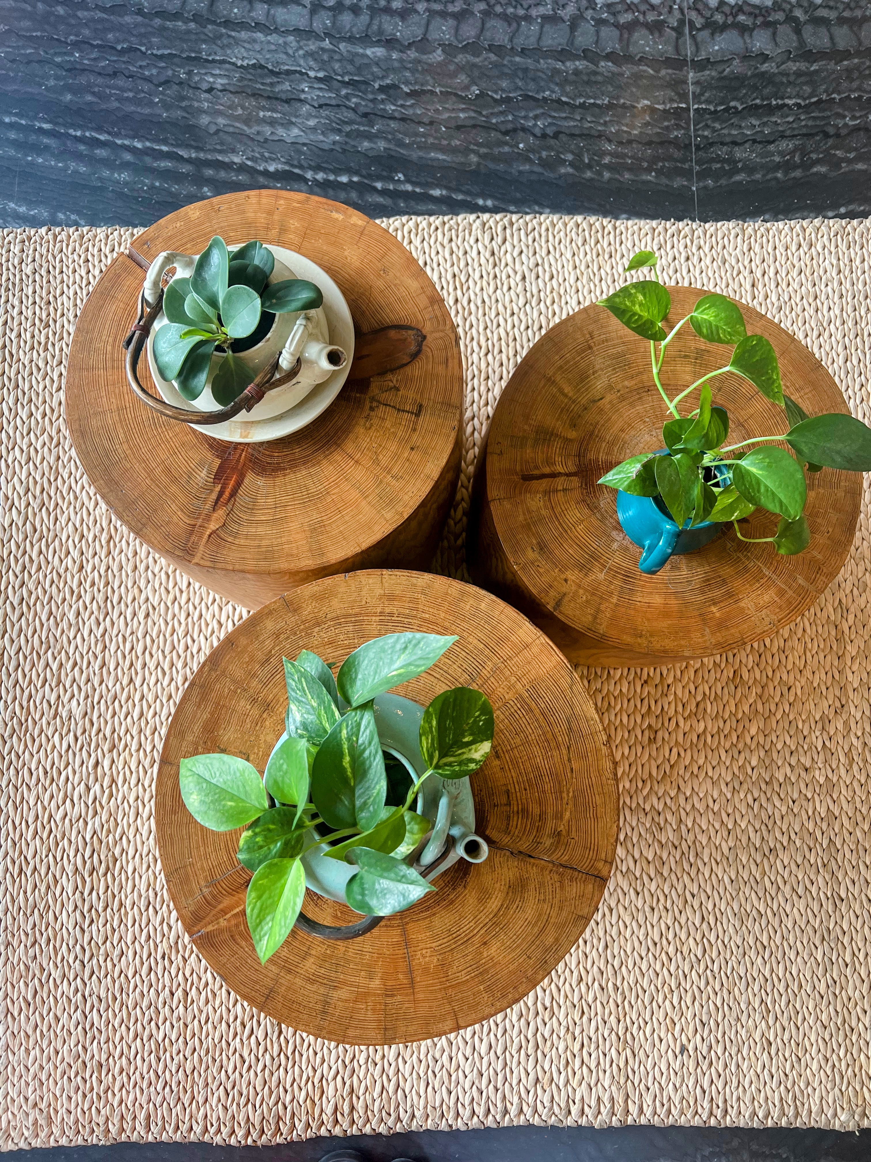 A top-down view of three small, green potted houseplants sitting on individual round wooden tree-stump side tables, which are arranged on a woven beige rug.