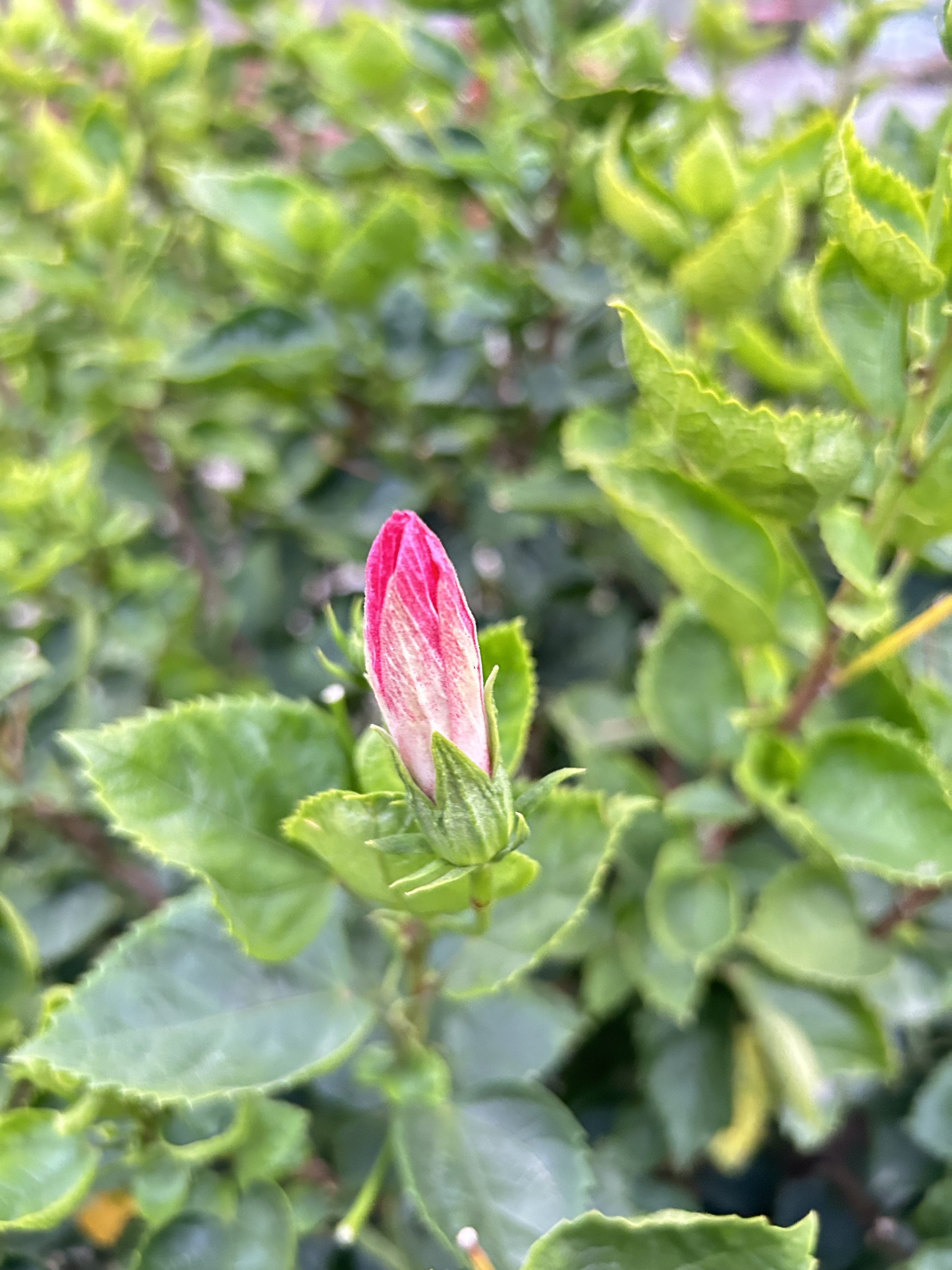 Close-up of a pink flower bud surrounded by vibrant green leaves.