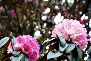 Delicate pink rhododendrons in full bloom, their speckled petals glowing against deep green leaves. 