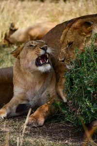 Two lions rest together in the grasslands of Masai Mara, Kenya, with one lioness roaring while another stays close beside her near the bushes. The close-up captures a powerful and intimate wildlife moment in their natural habitat.
