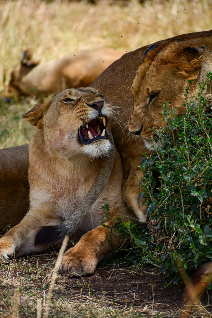Two lions rest together in the grasslands of Masai Mara, Kenya, with one lioness roaring while another stays close beside her near the bushes. The close-up captures a powerful and intimate wildlife moment in their natural habitat.