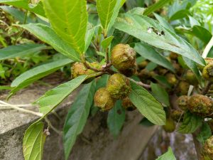 Close-up of a cluster of small, rough-textured unripe green-brown fruits wild fig growing densely on a branch with broad serrated leaves, beside a stone wall, Nepal. 