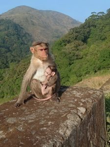 Monkey mom with baby sitting on a rock surface
