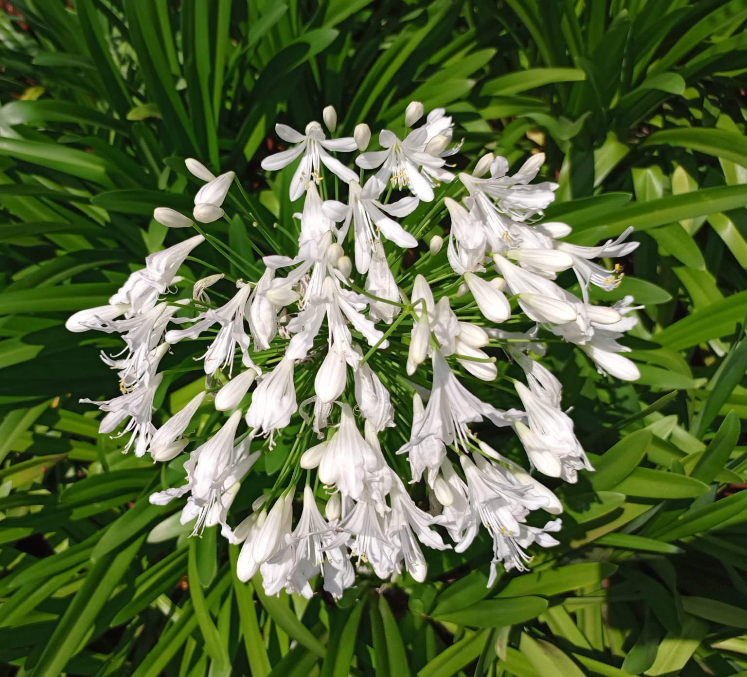 A spherical cluster of white agapanthus flowers, some fully open and others in bud form, is centered in the frame. The flower head is surrounded by a dense background of long, vibrant green blade-like leaves in bright sunlight.