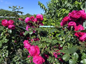 Vibrant pink roses in full bloom on a lush green bush, set against a bright blue sky.
