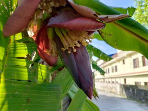 Banana blossom (mocha) in full bloom with cream stamens and deep maroon bracts hanging from a tree beside a roadside building. 