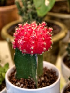 Bright red moon cactus grafted onto a green rootstock cactus, growing in a small decorative pot. The vivid red top and contrasting green base make it one of the most recognizable ornamental cacti for indoor collections.