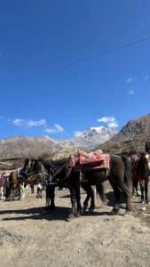A vertical shot of several dark brown and tan horses equipped with traditional riding saddles standing on dry, sandy ground. In the background, a large, rocky mountain range climbs toward a snow-covered summit under a clear, intense blue sky with a few wispy clouds. 