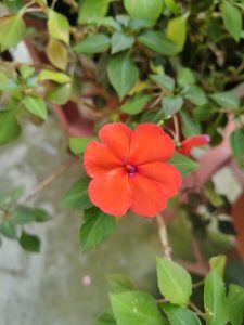 A vivid red impatiens flower in full bloom surrounded by green leaves against a stone wall. 
