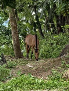 A brown horse grazing on the ground in a lush green woodland area surrounded by trees, plants, and natural vegetation.