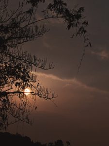 Glowing sun setting behind silhouetted bare tree branches against a moody amber sky 