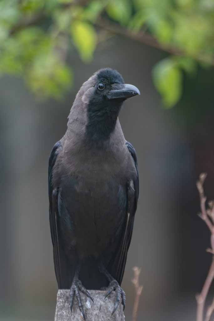 A black crow bird with a glossy plumage is perched on a wooden post. Its body is sleek, and it has a prominent, slightly curved beak. The bird’s head appears slightly round, with a narrow neck leading to a robust body.