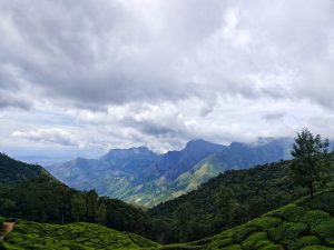 A panoramic view of lush green mountains and rolling hills, dotted with vibrant tea plantations that create a soft, wavy pattern across the landscape.