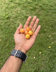 A hand with a black watch holds five small orange fruits against a grassy background.