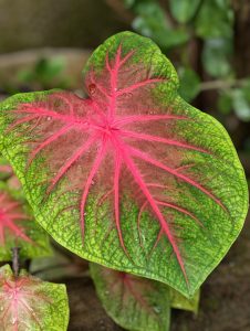 Heart-shaped ornamental leaf displaying vivid pink veins radiating from the center, surrounded by green margins. The striking color contrast makes this tropical foliage plant a favorite for shade gardens and decorative landscaping.
