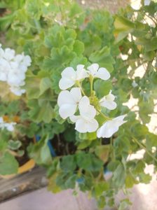 Close-up of white flowers in full bloom, surrounded by lush green leaves. 
