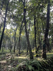Tall trees stretching toward a bright sky with sunlight filtering through green leaves onto a fern covered forest floor.