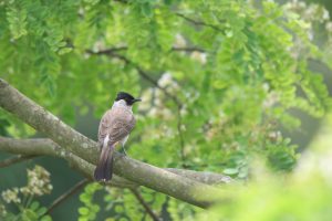 A small, dark-headed bird with brown and grey plumage perches on a grey tree branch. The bird has a long, dark tail feathers and a reddish-orange patch on its wing. It is facing slightly to the right. The background is filled with lush green foliage, including clusters of white flowers, creating a soft, blurred effect.
