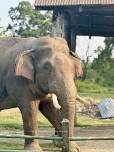 A mature elephant with large tusks stands beside a rustic structure with a corrugated metal roof.