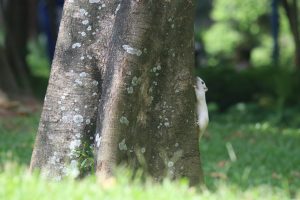 A fluffy white squirrel clings to the textured trunk of a large tree, its tiny paws gripping tightly as it looks up. Green grass surrounds the base of the tree, blurring into the background which includes other trees and foliage creating depth. 
