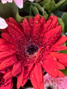 A bright red gerbera daisy flower decorated with sparkling water droplets. Gerbera daisies are popular ornamental flowers known for their vibrant colors and attractive appearance.
