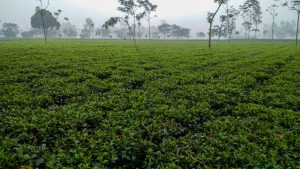 Green tea plantation on a foggy winter morning with young trees scattered across the landscape.