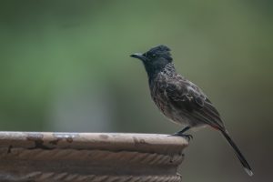 Red-vented bulbul perches on the edge of a textured surface, possibly a birdbath or planter. The bird has a dark head with a slightly raised crest, and its neck and chest feature a mottled pattern of browns and grays. 
