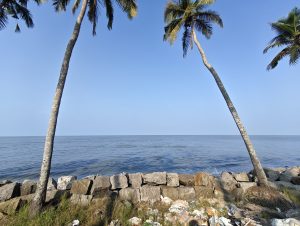 Two palm trees stand tall on a rocky shore under a clear blue sky, framing a tranquil ocean view.