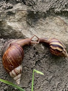 Two large brown garden snails with striped shells facing each other on a rocky surface, their eyestalks nearly touching, surrounded by damp soil and a blade of grass.