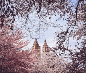 Twin-towered historic building peeking through a dreamy canopy of pink cherry blossoms in full spring bloom 
