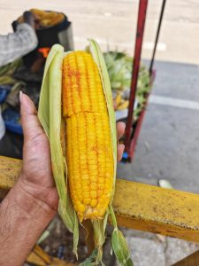 Hand holding a fresh ear of corn with visible husk and sprinkled with spices.