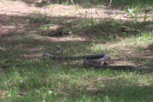 A dark brown snake is stretched out on a patch of green grass and dry leaves in dappled sunlight at a wetland park. Shadows from trees create a patterned ground beneath the snake, adding depth to the image.