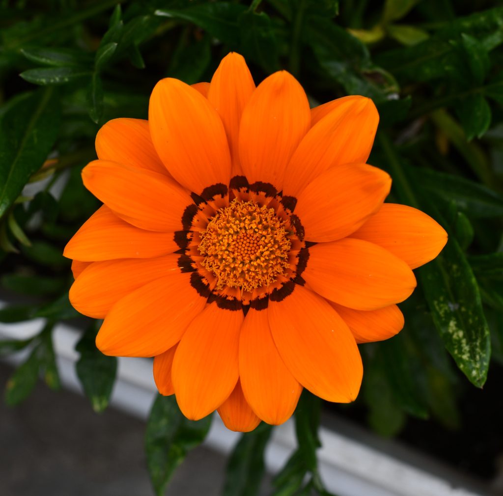 A vibrant orange flower is in full bloom, displaying broad petals arranged in a circular pattern around a central cluster of tiny yellow and brown-tipped florets.