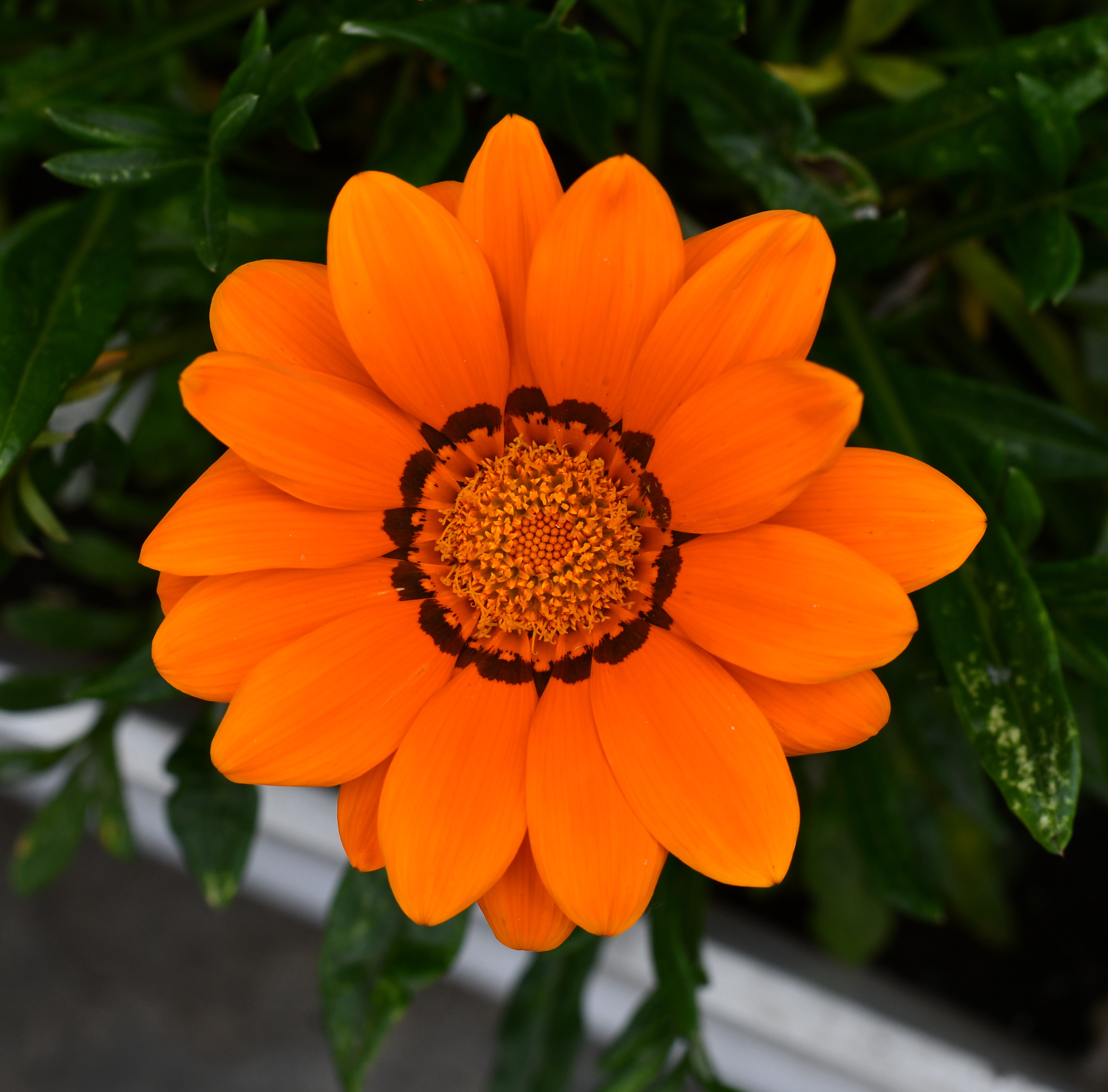 A vibrant orange flower is in full bloom, displaying broad petals arranged in a circular pattern around a central cluster of tiny yellow and brown-tipped florets.