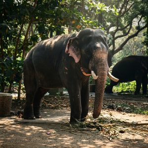 A full-length view of a captive Indian elephant traditionally used in Kerala temple rituals. 