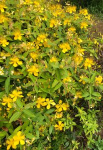 A dense shrub covered with bright yellow flowers featuring long, delicate stamens, surrounded by narrow green leaves and unopened buds in a garden setting.
